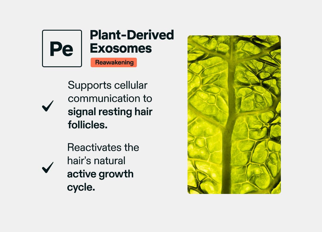 Plant-Derived Exosomes